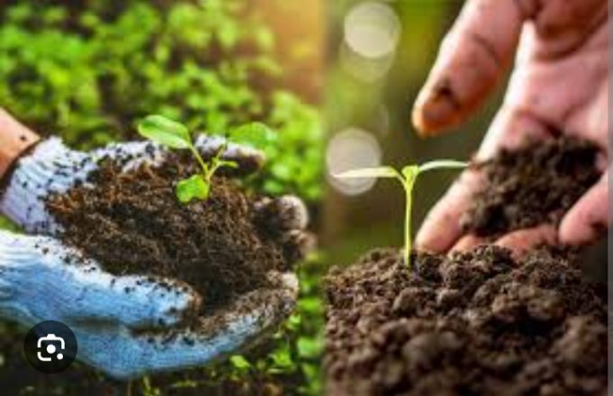 FS Initiative Launches Organic Seeds Project to Boost Food Security in Africa