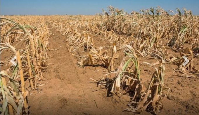 Africa Faces Growing Climate Crisis As WMO Warns Of Record Heat, Rising Displacement