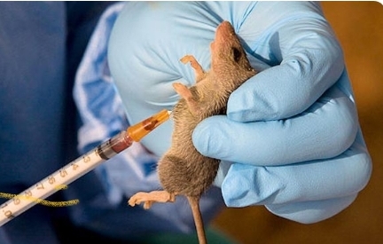 Lassa Fever Cases Rise Slightly As NCDC Flags Higher Death Rate In 2025
