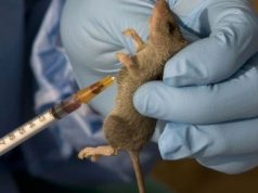 Lassa Fever Death Toll Rises As 82 New Cases Emerge Across 14 Nigerian States