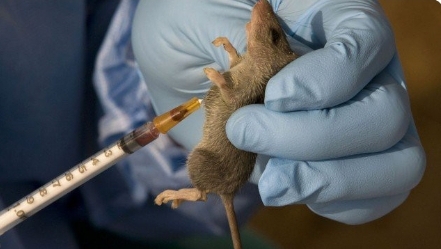 Lassa Fever Death Toll Rises As 82 New Cases Emerge Across 14 Nigerian States