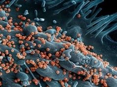 Lassa Fever Death Rate Rises In Nigeria Despite Drop In New Cases – NCDC