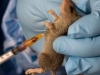 Lassa Fever Death Toll Hits 204 as NCDC Raises Concern Over Rising Fatality Rate