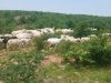 Troops Recover 126 Stolen Livestock, Arrest Suspects In Katsina Security Crackdown