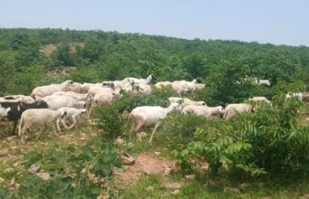 Troops Recover 126 Stolen Livestock, Arrest Suspects In Katsina Security Crackdown