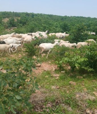 Troops Recover 126 Stolen Livestock, Arrest Suspects In Katsina Security Crackdown