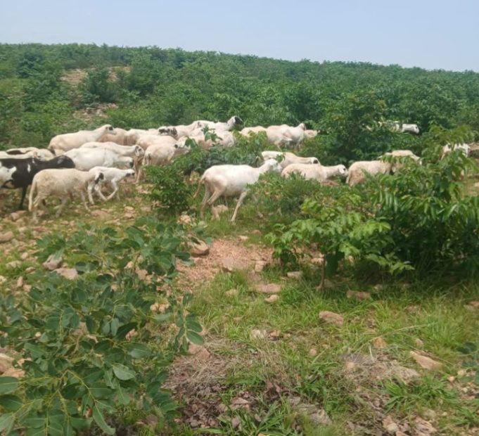 Troops Recover 126 Stolen Livestock, Arrest Suspects In Katsina Security Crackdown