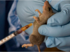 Lassa Fever Crosses 1,000 Cases As Nigeria’s Death Toll Nears 240