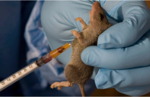 Lassa Fever Crosses 1,000 Cases As Nigeria’s Death Toll Nears 240