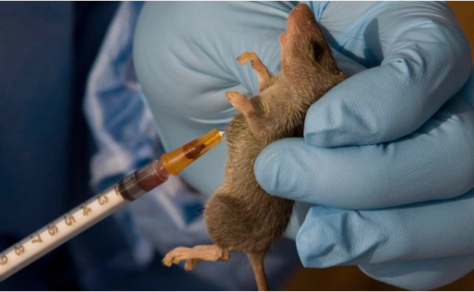 Lassa Fever Crosses 1,000 Cases As Nigeria’s Death Toll Nears 240