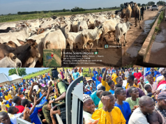 Army Foils Bandit Attack, Recovers Rustled Cattle In Sokoto