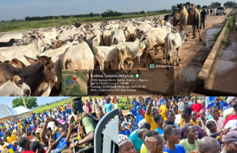 Army Foils Bandit Attack, Recovers Rustled Cattle In Sokoto
