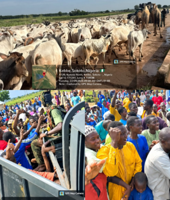 Army Foils Bandit Attack, Recovers Rustled Cattle In Sokoto