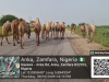 Troops Repel Bandits In Zamfara, Recover 73 Rustled Animals