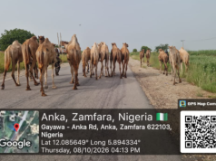 Troops Repel Bandits In Zamfara, Recover 73 Rustled Animals