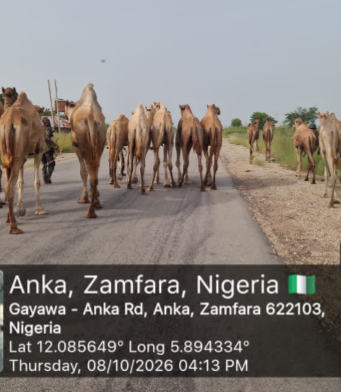 Troops Repel Bandits In Zamfara, Recover 73 Rustled Animals