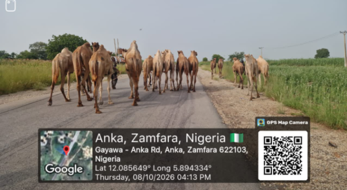 Troops Repel Bandits In Zamfara, Recover 73 Rustled Animals