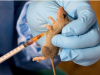 Lassa Fever: 268 Deaths Recorded In Nigeria As Weekly Cases Drop To Three