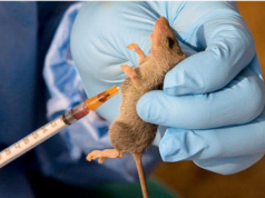Lassa Fever: 268 Deaths Recorded In Nigeria As Weekly Cases Drop To Three