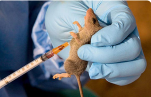 Lassa Fever: 268 Deaths Recorded In Nigeria As Weekly Cases Drop To Three